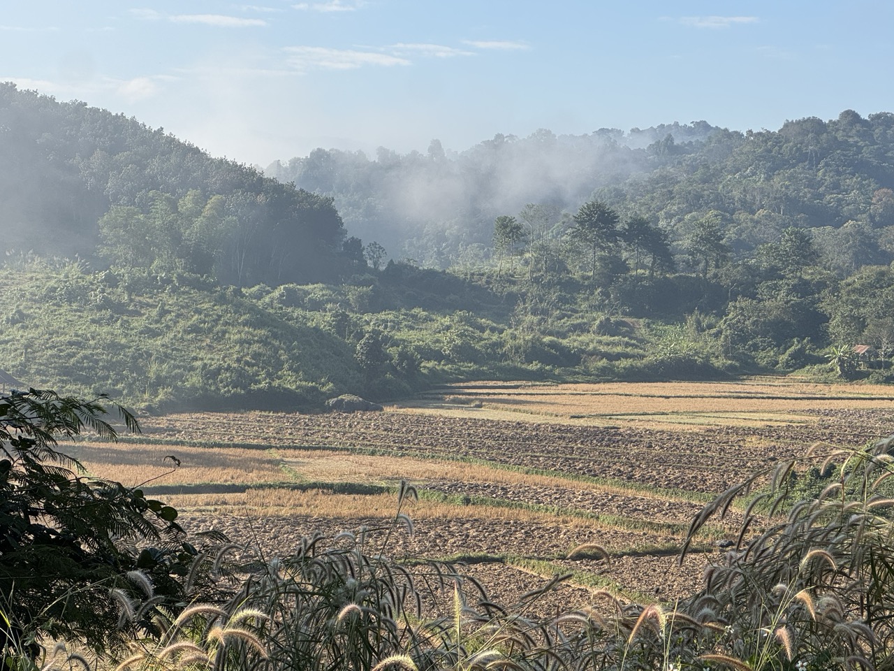 Morning mist hanging over the rice fields outside Luang Namtha
