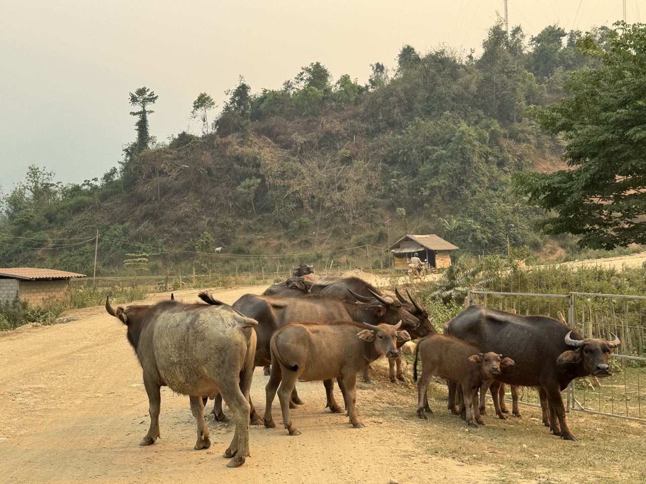 A herd of water buffalo on a back road outside Vang Vieng